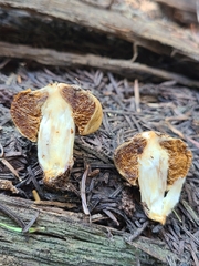 Cortinarius pinguis