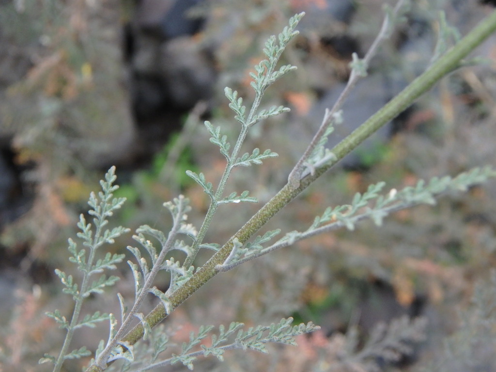 Descurainia lemsii