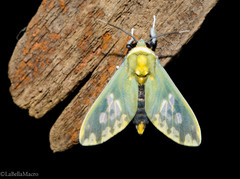 Castrica phalaenoides
