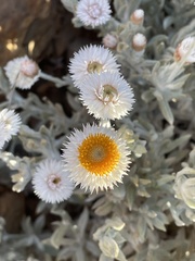 Anemocarpa saxatilis