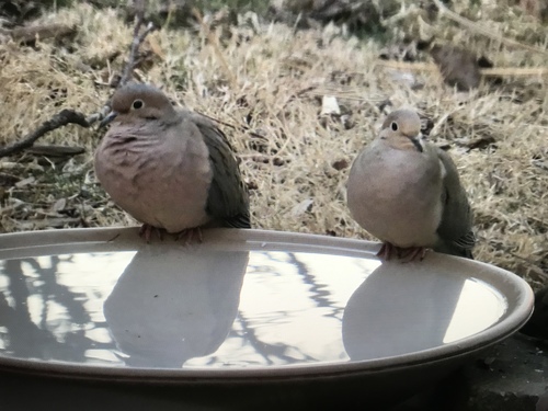Mourning Dove photographed in New Jersey