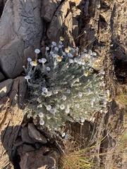 Anemocarpa saxatilis