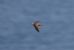 Apus pallidus