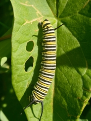 Danaus plexippus