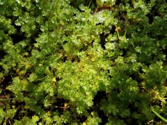 Alchemilla occidentalis