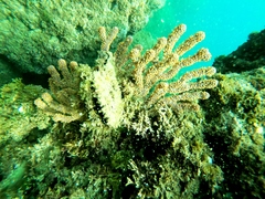 Pinctada mazatlanica