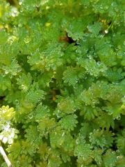 Alchemilla occidentalis