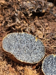 Melanogaster tuberiformis