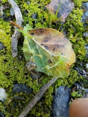 Alchemilla occidentalis