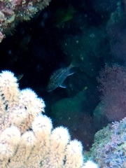 Neoniphon suborbitalis