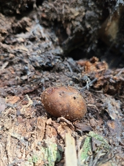 Melanogaster tuberiformis