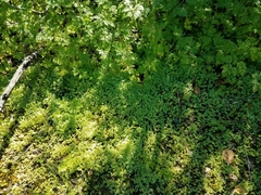 Alchemilla occidentalis