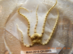 Ophiolepis impressa image