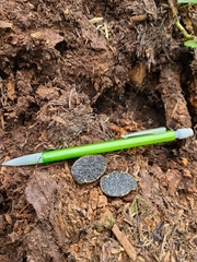 Melanogaster tuberiformis