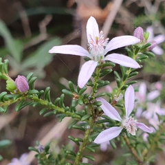 Philotheca salsolifolia