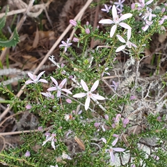 Philotheca salsolifolia