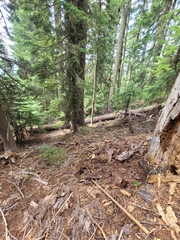 Melanogaster tuberiformis