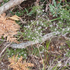 Philotheca salsolifolia