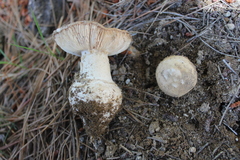 Amanita toxica