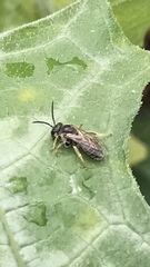 Halictus confusus