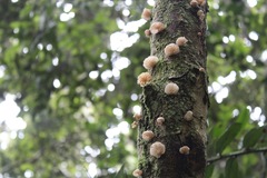Marasmiellus alliiodorus