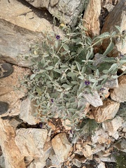 Solanum diversiflorum
