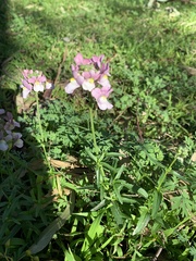 Antirrhinum majus
