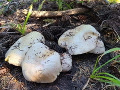 Butyriboletus abieticola