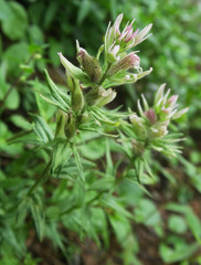 Castilleja parviflora olympica