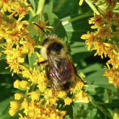 Bombus ternarius