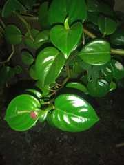 Peperomia obtusifolia