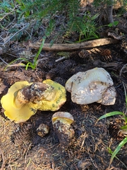 Butyriboletus abieticola
