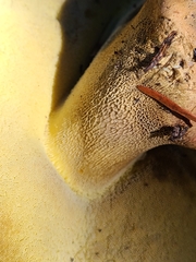 Butyriboletus abieticola