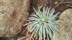 Psammotropha mucronata mucronata