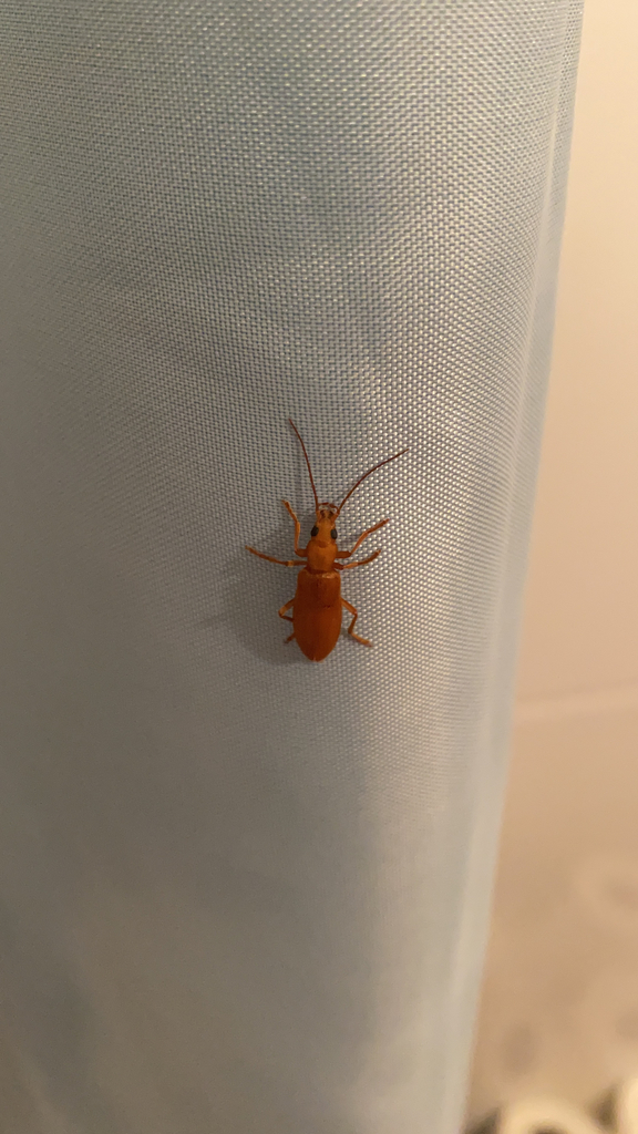 Nacerdochroa