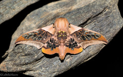 Neorcarnegia basirei