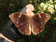 Opsiphanes tamarindi