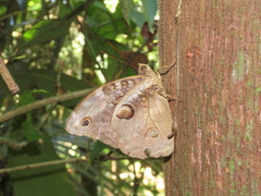 Opsiphanes tamarindi