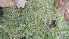 Helichrysum caespititium