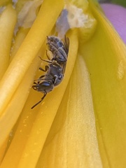 Hemihalictus