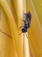 Hemihalictus