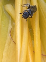 Hemihalictus