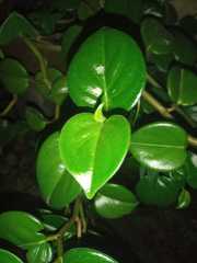 Peperomia obtusifolia