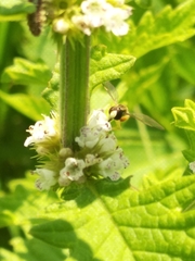 Toxomerus marginatus