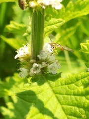Toxomerus marginatus