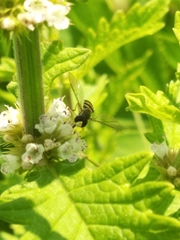 Toxomerus marginatus
