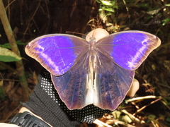 Eryphanis lycomedon