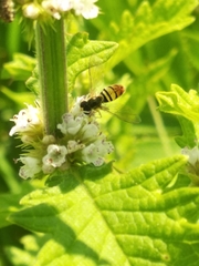 Toxomerus marginatus