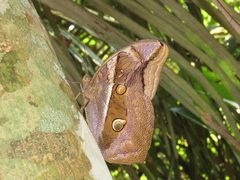 Eryphanis lycomedon
