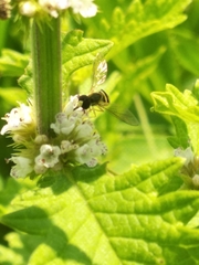 Toxomerus marginatus